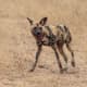 African wild dogs are easily recognizable by their large, round ears and the unique patterning of their coats.