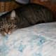 Cats like to sleep on your bed, even when you aren't in it.