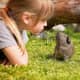 The loyal and affectionate guinea pig is easy to fall in love with.
