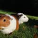 Since they are such social creatures, it's often best to own at least two guinea pigs at a time so that they always have someone to hang out with.