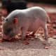 Especially when they're piglets, pot-bellied pigs can be wonderfully cute and playful.