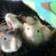 Fancy rats are highly playful and enjoy solving puzzles.