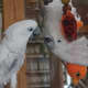 Due to their very social nature and emotional neediness, it's often best to get two cockatoos at a time to avoid them becoming too lonely while you're away.