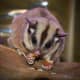 Bonding with and caring for sugar gliders requires a lot of time and commitment, but those who do are richly rewarded with loving companionship.