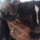 As many skunk owners can attest, this much-maligned animal can become just as loving and intelligent and playful as any dog or cat.