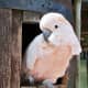 Since cockatoos can live 40–80 years, they're a great option for people looking for a lifelong friend that loves constant attention.