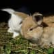 Though the initial bonding period might take a while, rabbits can eventually become super affectionate and loving pets.