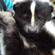 Though they are often thought of as stinky and undesirable animals, skunks can become wonderful pets if properly domesticated.