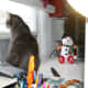 Pictures of My Pets: Dusty, who lives with my son now.