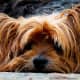 Dogs can get depressed just like you.