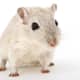 Ensure that your hamster has proper habitat enrichment.