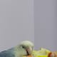 Mumu has this cute way of protesting when Lulu/anyone of us preen/stroke his cheeks. He makes small noises as if he is protesting, but loves to be preened very much.