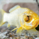 Splash is probably the oldest living goldfish today.