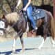 Horse wearing anti buck with a hackamore. She can put her head down, but any further and it will begin to activate. The mare has control of how hard the pressure is on her poll.