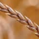 Head of spelt grain