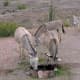Wild burros are curious creatures. Here, near Senator Wash, they nibble at grass growing near a fire ring.