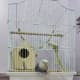 Lovebird Lulu waiting to jump out of her cage.
