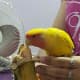 My lovebird, Mumu, loves to eat banana. 