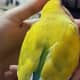 My lovebird, Mumu, trying to fall asleep on my palm.
