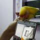 My lovebird, Mumu, doesn't want me to use my mobile and wants all my attention for himself. He is trying to distract me by chewing my mobile cover.