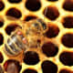 Varroa Mites