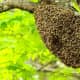 what-do-beekeepers-do-in-spring