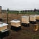 what-do-beekeepers-do-in-spring