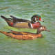 There's nothing nicer than seeing a pair of wood ducks swimming slowly down
a pond together. 