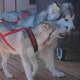 Gabby and Griff in harness doing walking pull training.