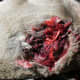 You can see how much tearing and clotting took place. The wound site suggested a lack of ethics in hunting.
