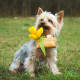 Australian Silky Terrier