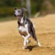 Italian Greyhound