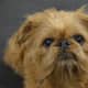 Brussels Griffon