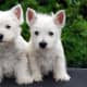 West Highland White Terrier