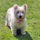 hypoallergenic-dog-list