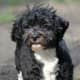 Havanese