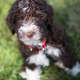 Lagotto Romagnolo