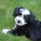 hypoallergenic-dog-list