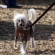 Chinese Crested