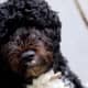 hypoallergenic-dog-list