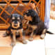 Airedale Terrier puppies