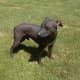 hypoallergenic-dog-list