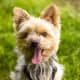 hypoallergenic-dog-list