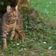 Bengal