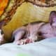 list-of-hypoallergenic-cats