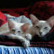 Javanese kittens