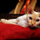 Devon Rex