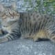 cats-that-look-like-tigers-leopards-and-cheetahs