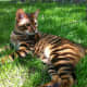 cats-that-look-like-tigers-leopards-and-cheetahs