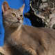 Abyssinian